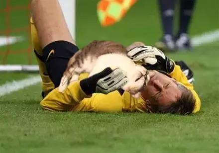 网友把足球PS成猫咪,毫无违和感!看什么看,没猫你踢什么球!