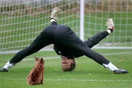 网友把足球PS成猫咪,毫无违和感!看什么看,没猫你踢什么球!