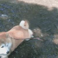 网友把足球PS成猫咪,毫无违和感!看什么看,没猫你踢什么球!