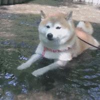 网友把足球PS成猫咪,毫无违和感!看什么看,没猫你踢什么球!