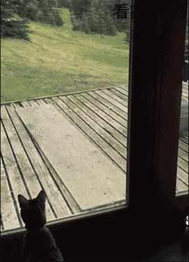 网友把足球PS成猫咪,毫无违和感!看什么看,没猫你踢什么球!