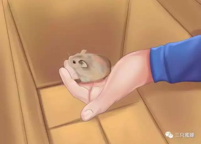 养仓鼠新手入门必知合集,新手养仓鼠必备知识简单