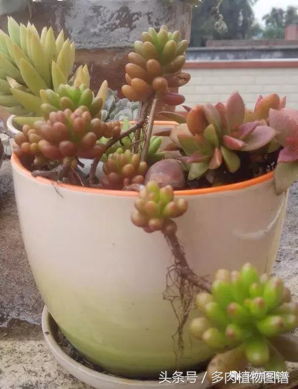 离家一个月20天,离家一个月养猪