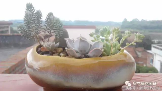 离家一个月20天,离家一个月养猪