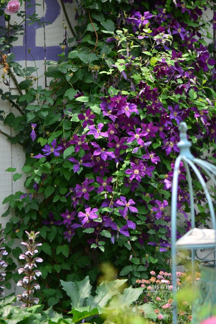 花园拜访,成都玛莉亚色彩花园电话