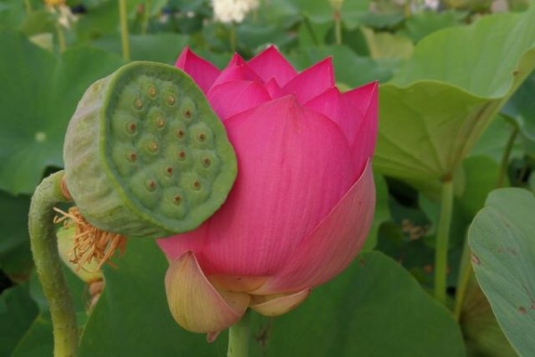 娣槼鑽疯姳鑺傚叕浜よ溅骞挎挱,娣槼鑽疯姳鑺傚幓鍝噷鍧愯埞