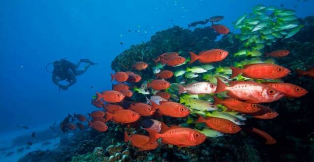 去塞舌尔用不用护照,塞舌尔护照免签国2024