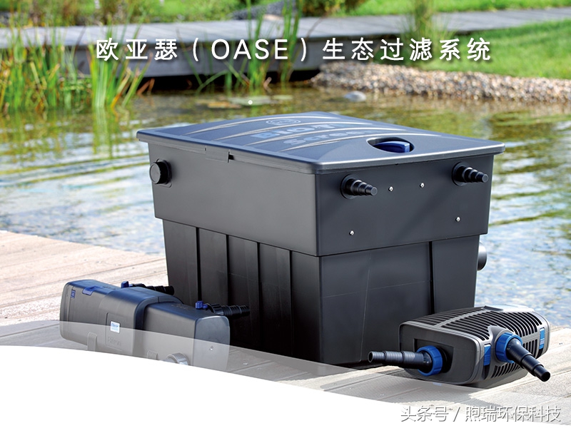 锦鲤鱼池生态循环过滤,锦鲤鱼池过滤系统视频