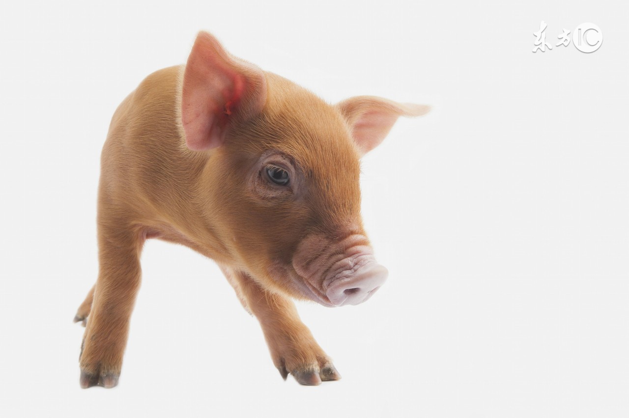 冬季猪病防治问答题及答案,猪病问答100句