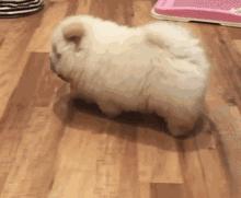 黑色肉球松狮视频,肉球松狮小短腿