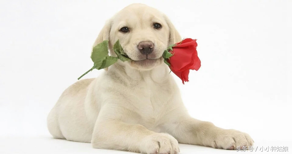 狗狗消瘦,狗狗消瘦用什么药