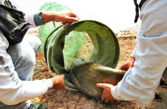 鲶鱼很聪明吗,鲶鱼可以一年四季钓吗