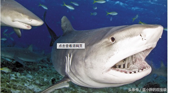 世上最可怕的海底巨兽,令人毛骨悚然的海底巨兽照片