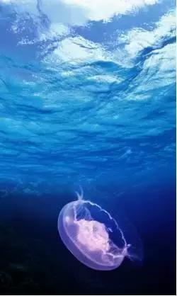 如何用ps蒙版功能练线条,如何用ps蒙版抠图