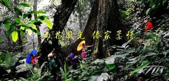 绿色的西双版纳,绿色的西双版纳完整版