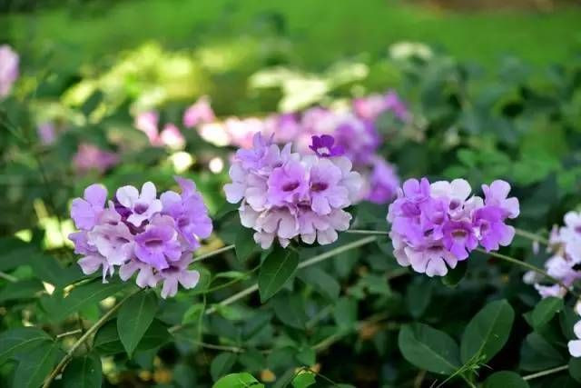 绿色的西双版纳,绿色的西双版纳完整版