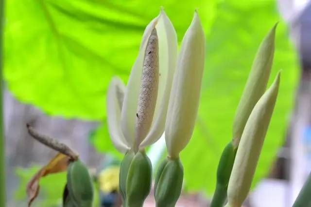 绿色的西双版纳,绿色的西双版纳完整版