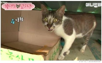 一只猫偷另一只猫的食物,猫偷了另外一个母猫的孩子打架