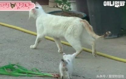 一只猫偷另一只猫的食物,猫偷了另外一个母猫的孩子打架