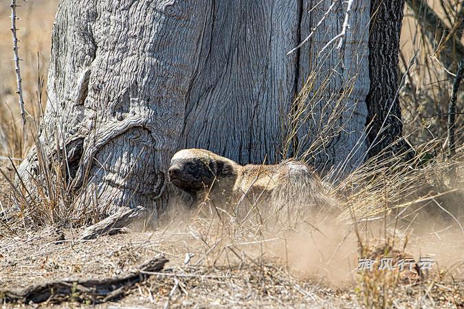 四米巨蟒遭遇平头哥，不到三分钟战斗结束！
