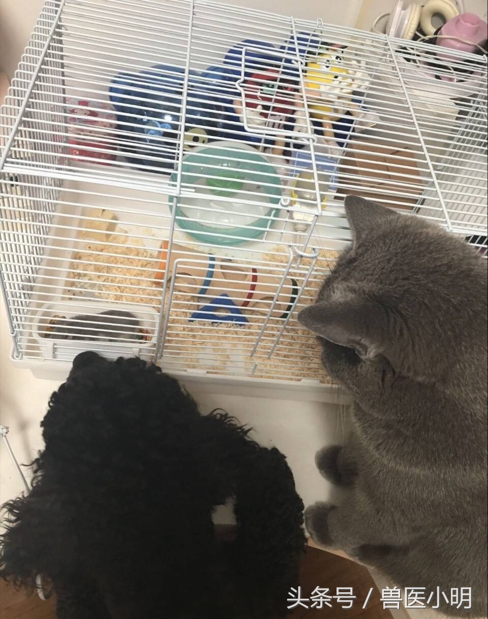 网友的仓鼠繁殖能力惊人，送完一窝，又来一窝，快要养不起了