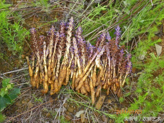 农村中草药300种彩图,农村中草药图谱72种