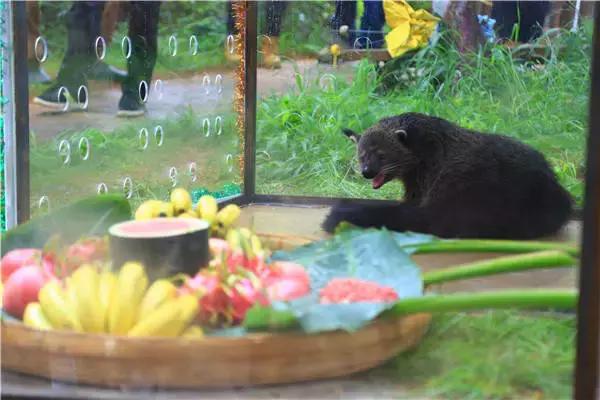 和大熊猫同等珍贵的动物,和大熊猫一样稀有的鸟