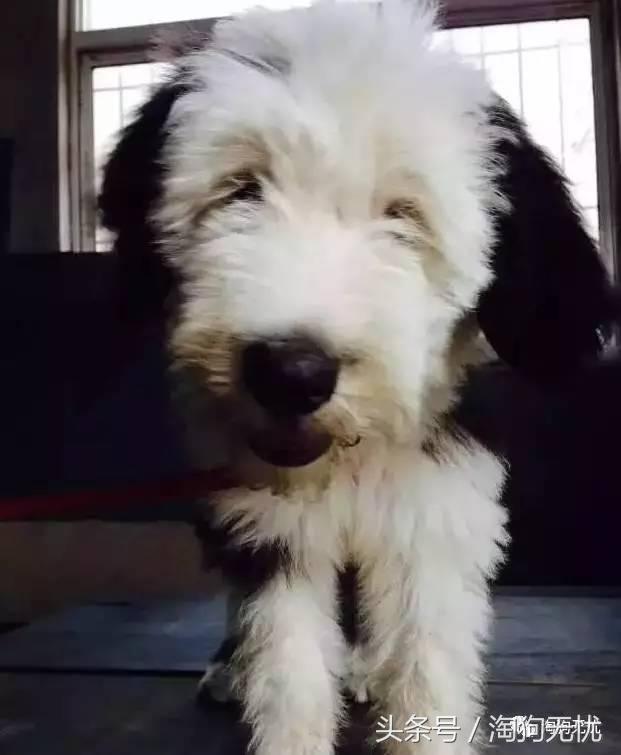 所有的狗狗都有尴尬期吗,科普狗狗知识