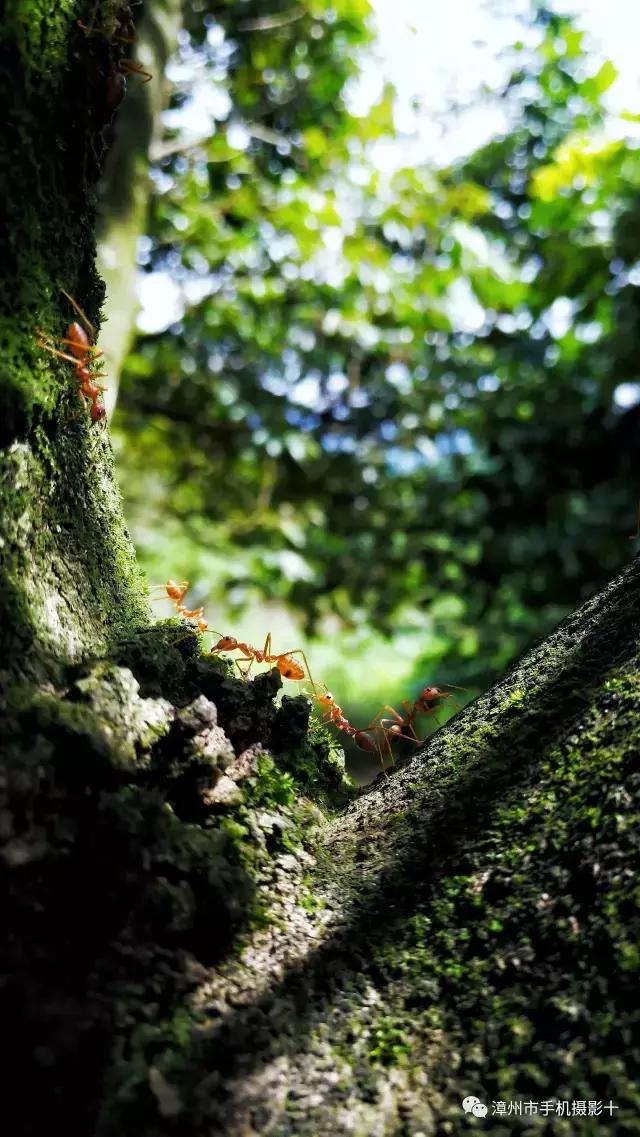 手机摄影作品实景,手机摄影作品展