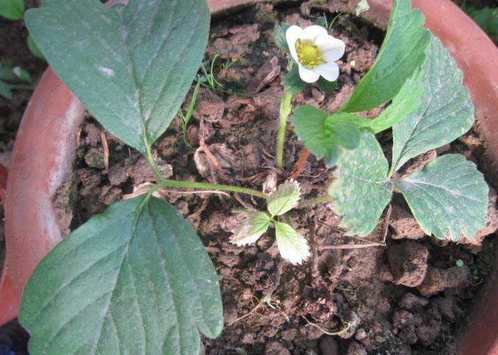 室内阳台种的草莓果子不大怎么办,阳台盆栽草莓怎么让果实结大果