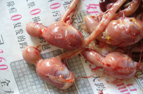 鸡有腺肌胃炎吃什么药,腺肌胃炎最佳治疗方法