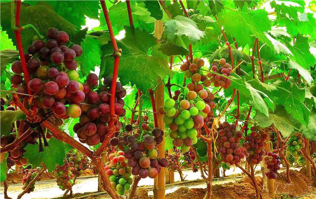 邢台广宗,葡萄王来了