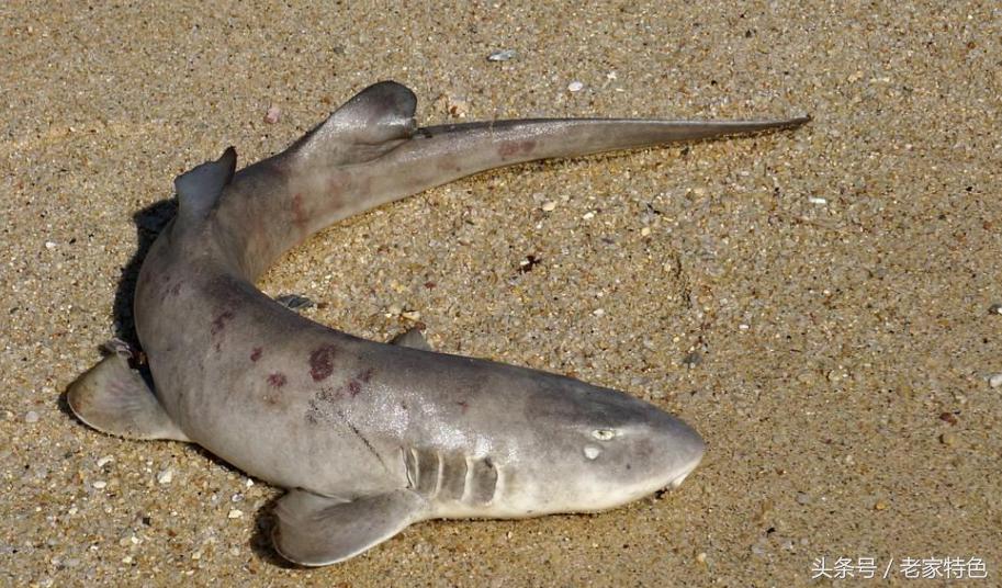 鲨鱼，今天小编教大家做鲨鱼肉这道菜、鲨鱼基本生活习性大概知识