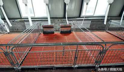 母猪栏和肥猪栏要怎么设计,农村养猪业教学