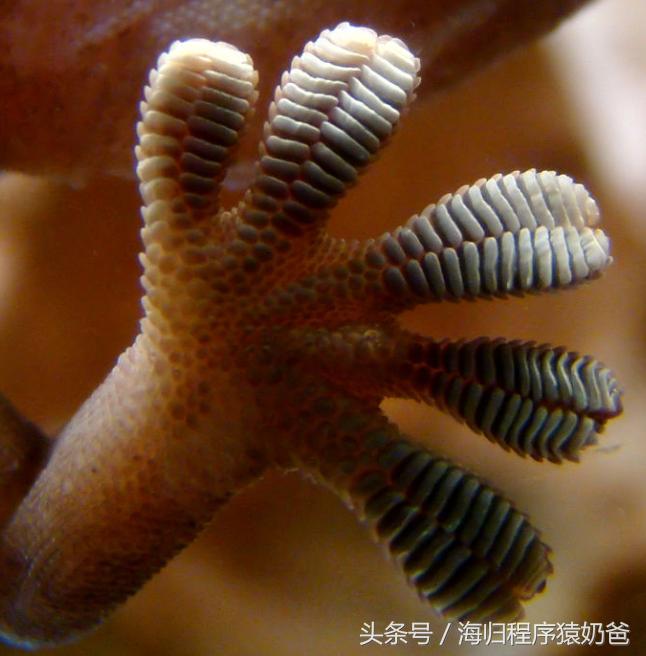 小壁虎的尾巴为什么断了还能长,小壁虎的视频