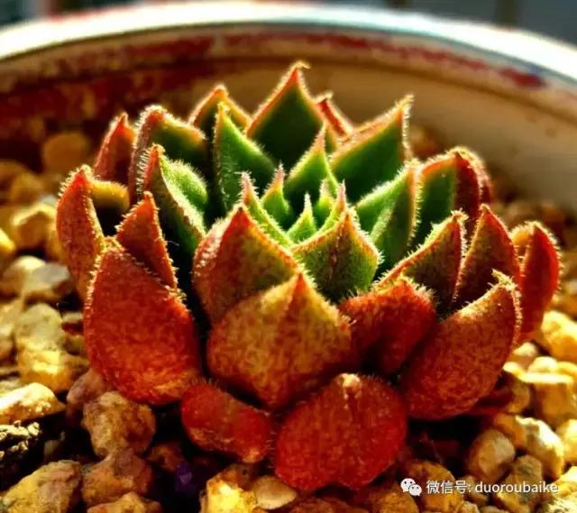 多肉爱好者必须养的有哪些多肉,心头肉多肉