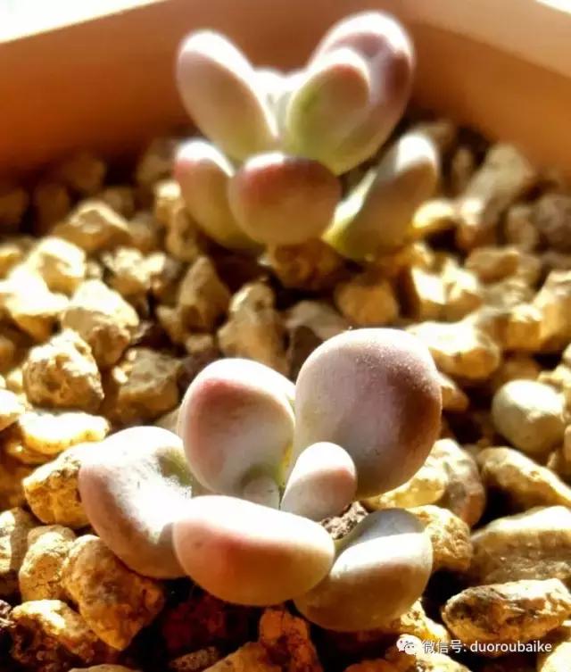 多肉爱好者必须养的有哪些多肉,心头肉多肉