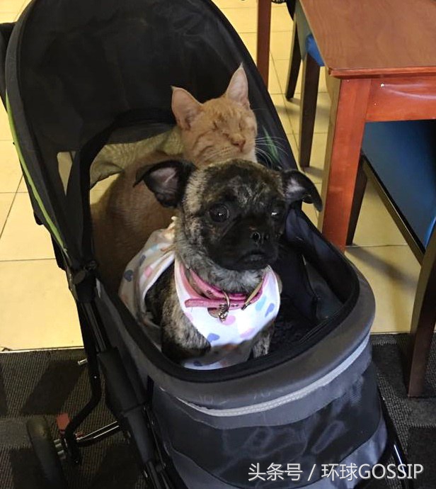 失明的橘猫,失明的小橘猫