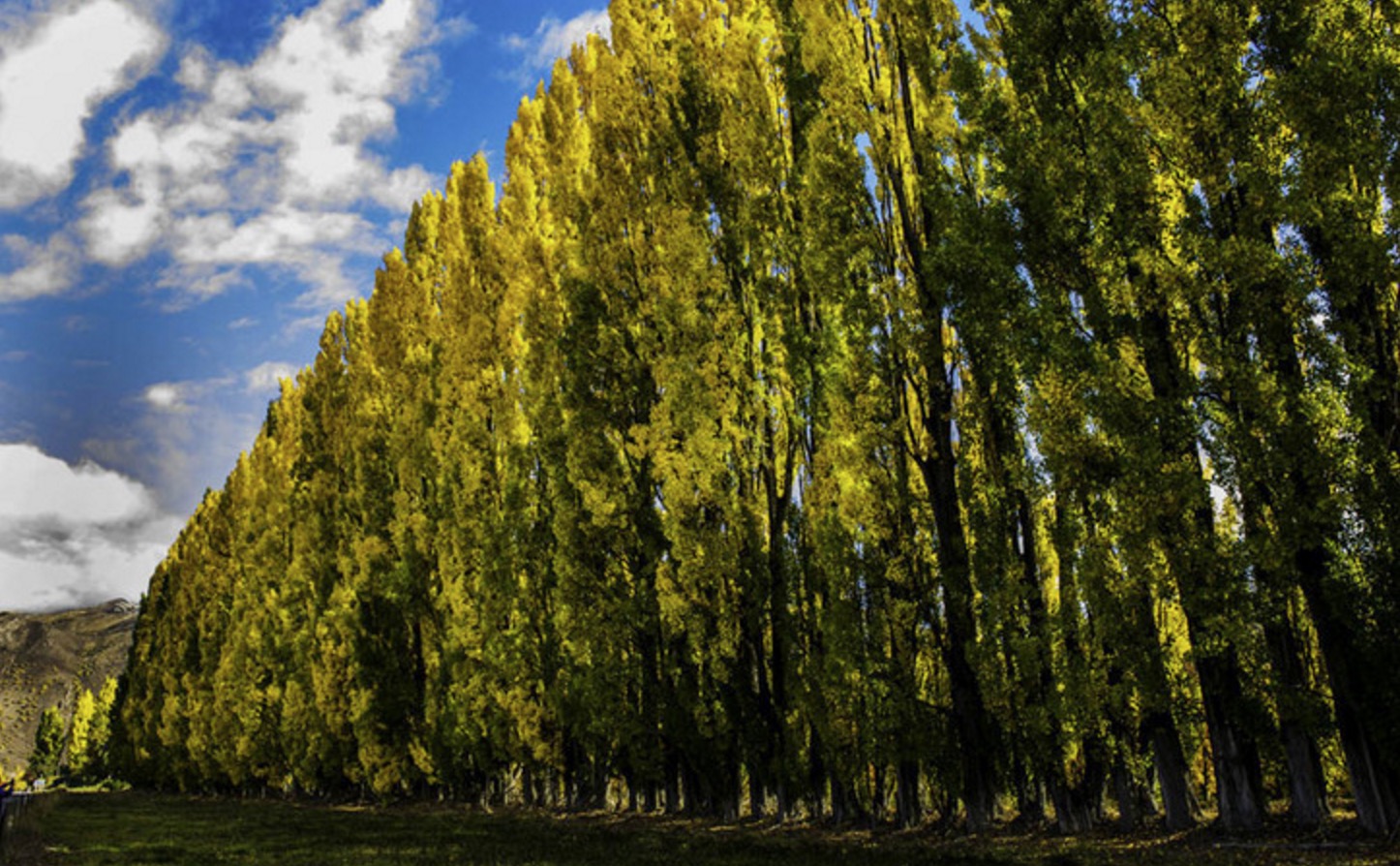 新西兰南岛的冬天,新西兰南岛秋天最佳时间