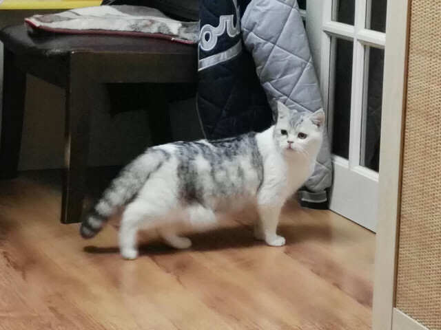 母猫分娩后的3个过程,母猫分娩前有哪些症状