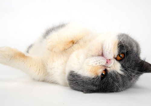 母猫分娩后的3个过程,母猫分娩前有哪些症状