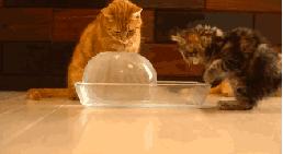 彻底消灭蟑螂之冬天灭蟑螂的方法,灭蟑螂最靠谱的2招教你消灭它