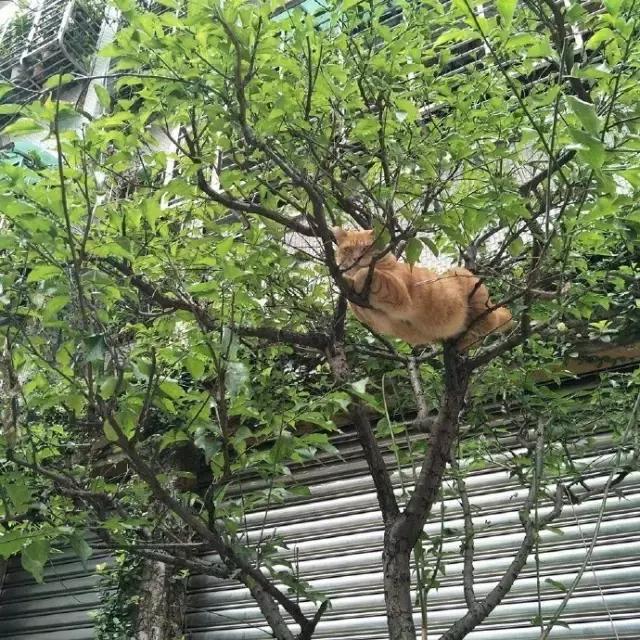 网友把足球PS成猫咪,毫无违和感!看什么看,没猫你踢什么球!