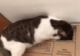 网友把足球PS成猫咪,毫无违和感!看什么看,没猫你踢什么球!