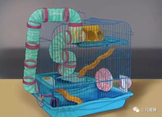 养仓鼠新手入门必知合集,新手养仓鼠必备知识简单