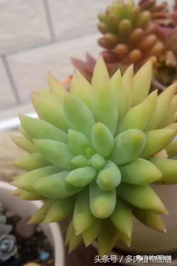 离家一个月20天,离家一个月养猪