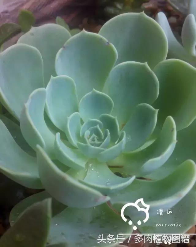 离家一个月20天,离家一个月养猪