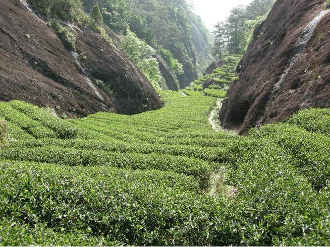 大红袍，不仅仅代表武夷岩茶