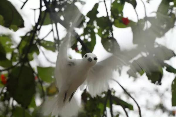 去塞舌尔用不用护照,塞舌尔护照免签国2024