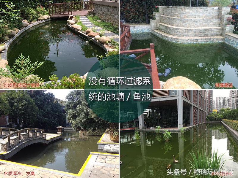 锦鲤鱼池生态循环过滤,锦鲤鱼池过滤系统视频
